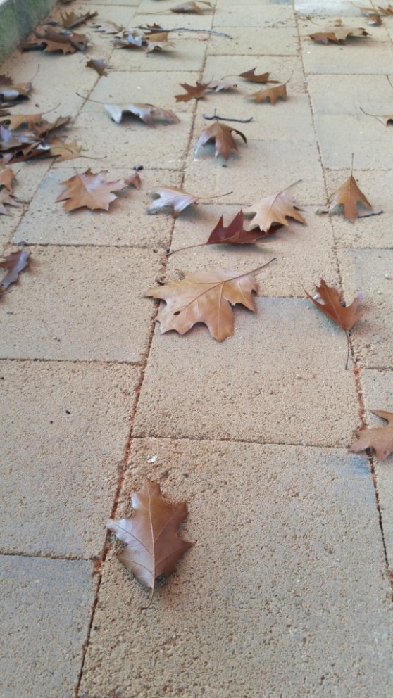 terra-pref tardor 06R