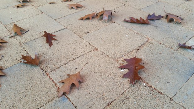 terra-pref tardor 05